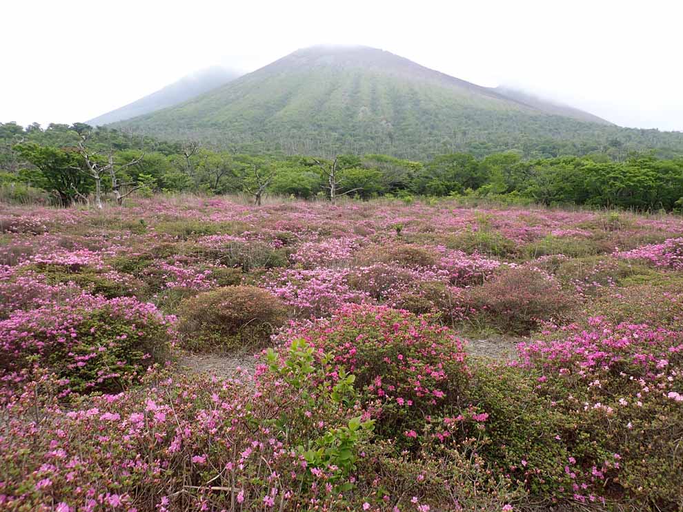 f:id:tonji44:20200531175622j:plain f:id:tonji44:20200531175622j:plain