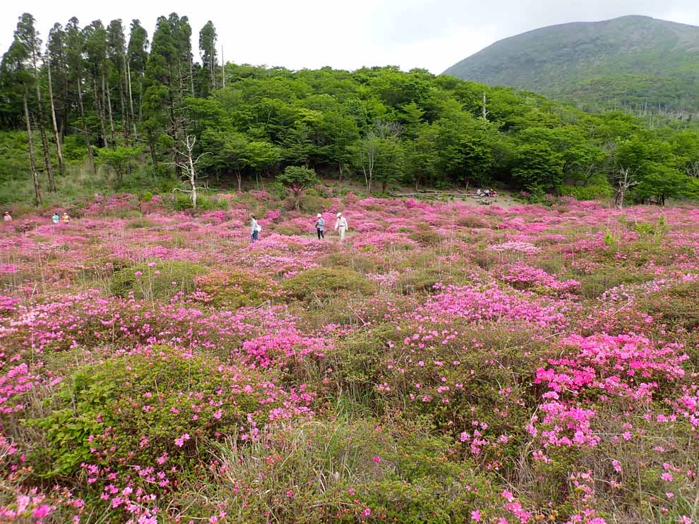 ミヤマキリシマが満開の鹿ヶ原 宮崎の季節がほらね
