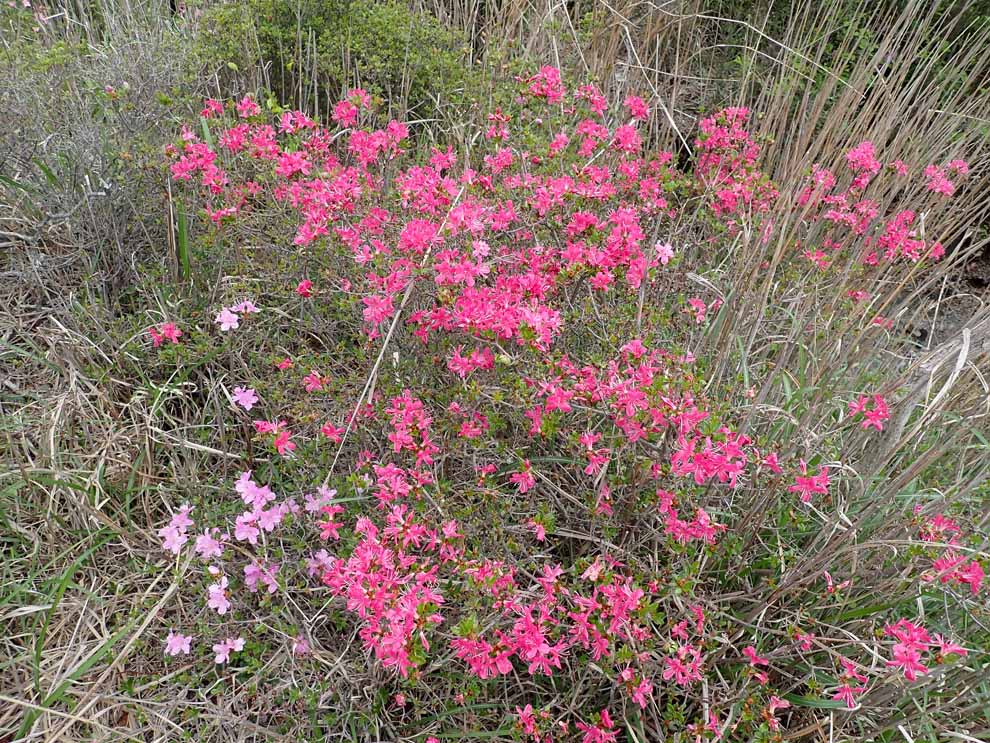 f:id:tonji44:20200531175658j:plain f:id:tonji44:20200531175658j:plain