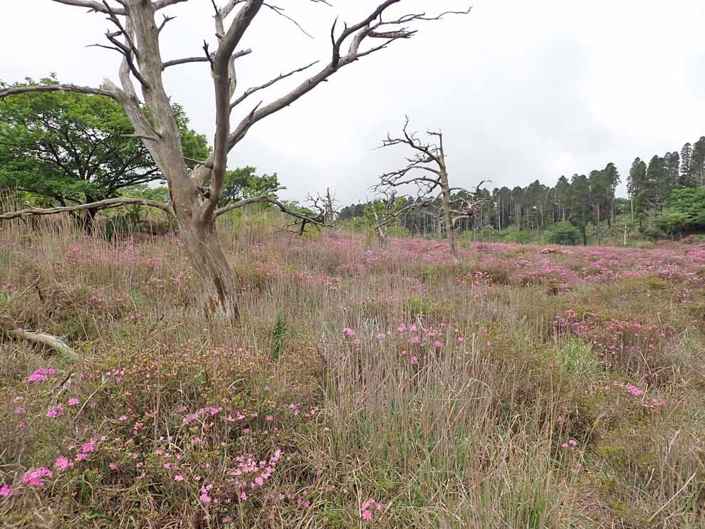 f:id:tonji44:20200531180924j:plain f:id:tonji44:20200531180924j:plain