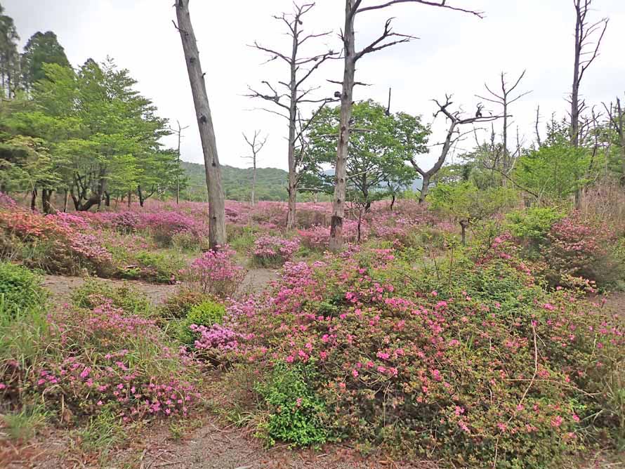 f:id:tonji44:20200531181243j:plain f:id:tonji44:20200531181243j:plain