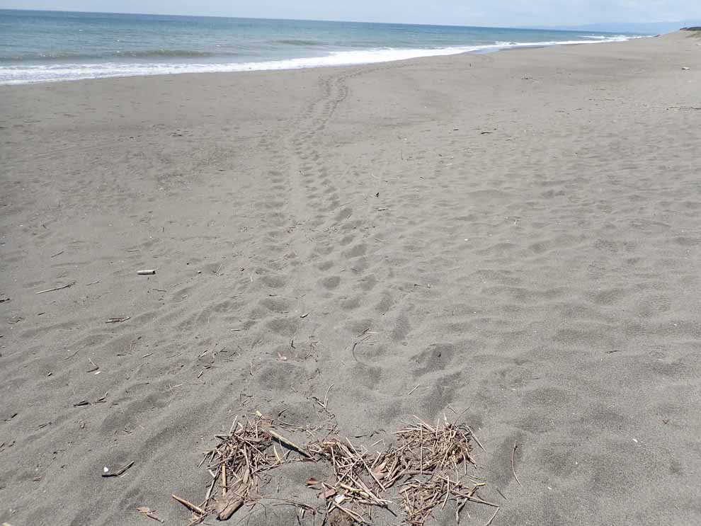 f:id:tonji44:20200612173158j:plain f:id:tonji44:20200612173158j:plain