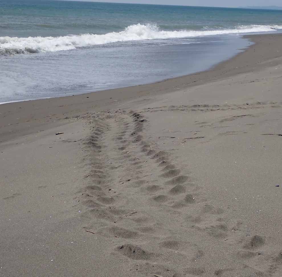 f:id:tonji44:20200612173207j:plain f:id:tonji44:20200612173207j:plain