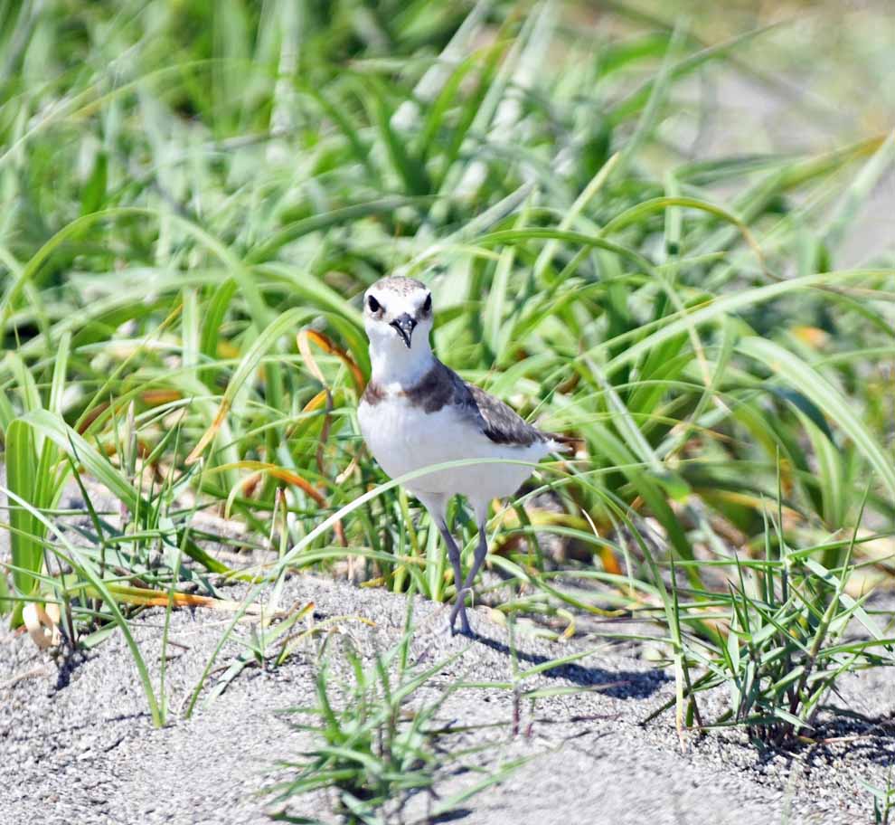 f:id:tonji44:20200612173217j:plain f:id:tonji44:20200612173217j:plain