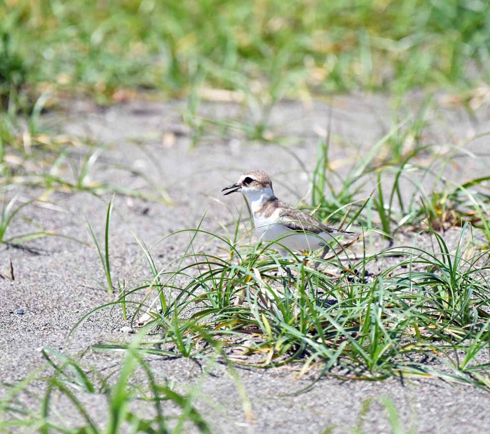 f:id:tonji44:20200612173228j:plain f:id:tonji44:20200612173228j:plain