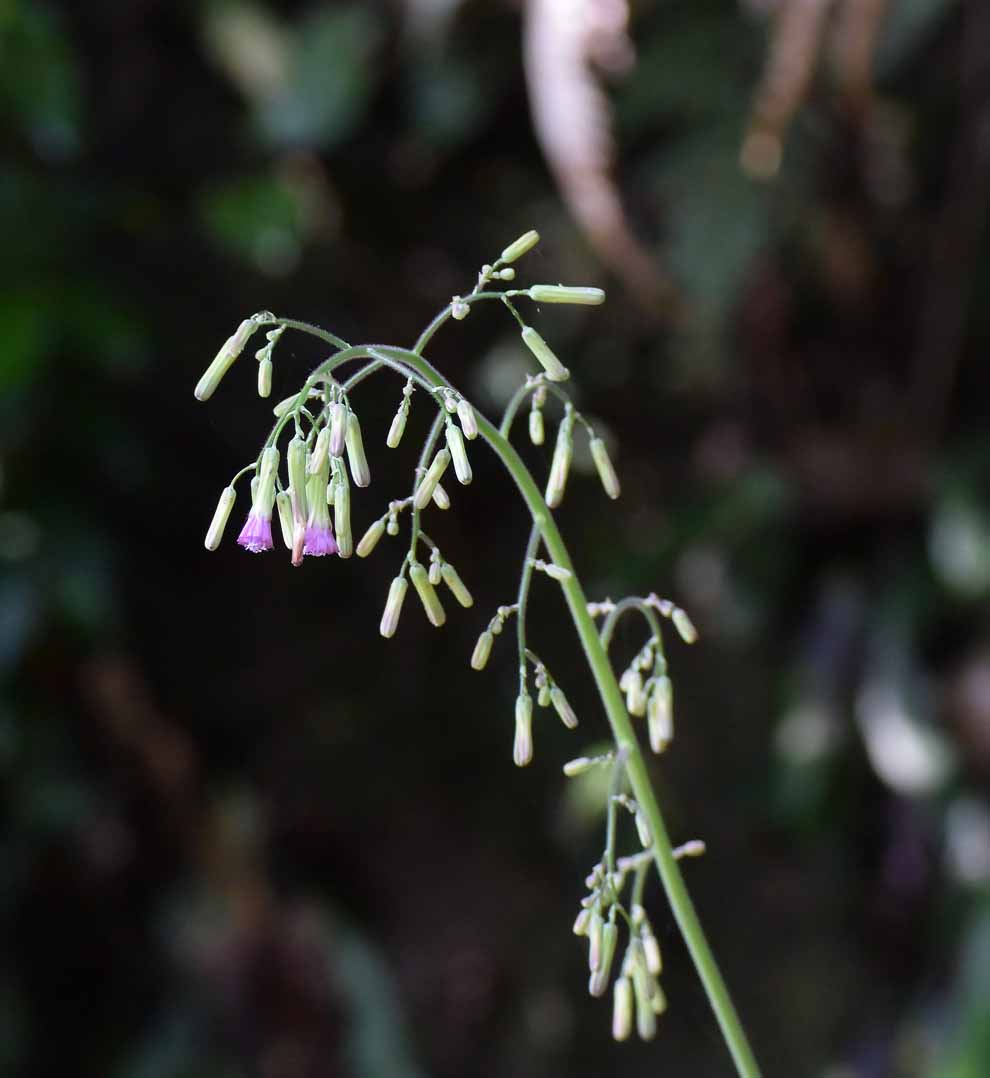 f:id:tonji44:20200614095015j:plain