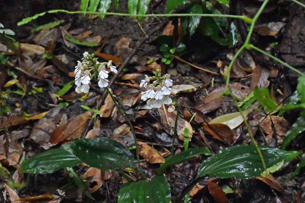 f:id:tonji44:20200621161721j:plain