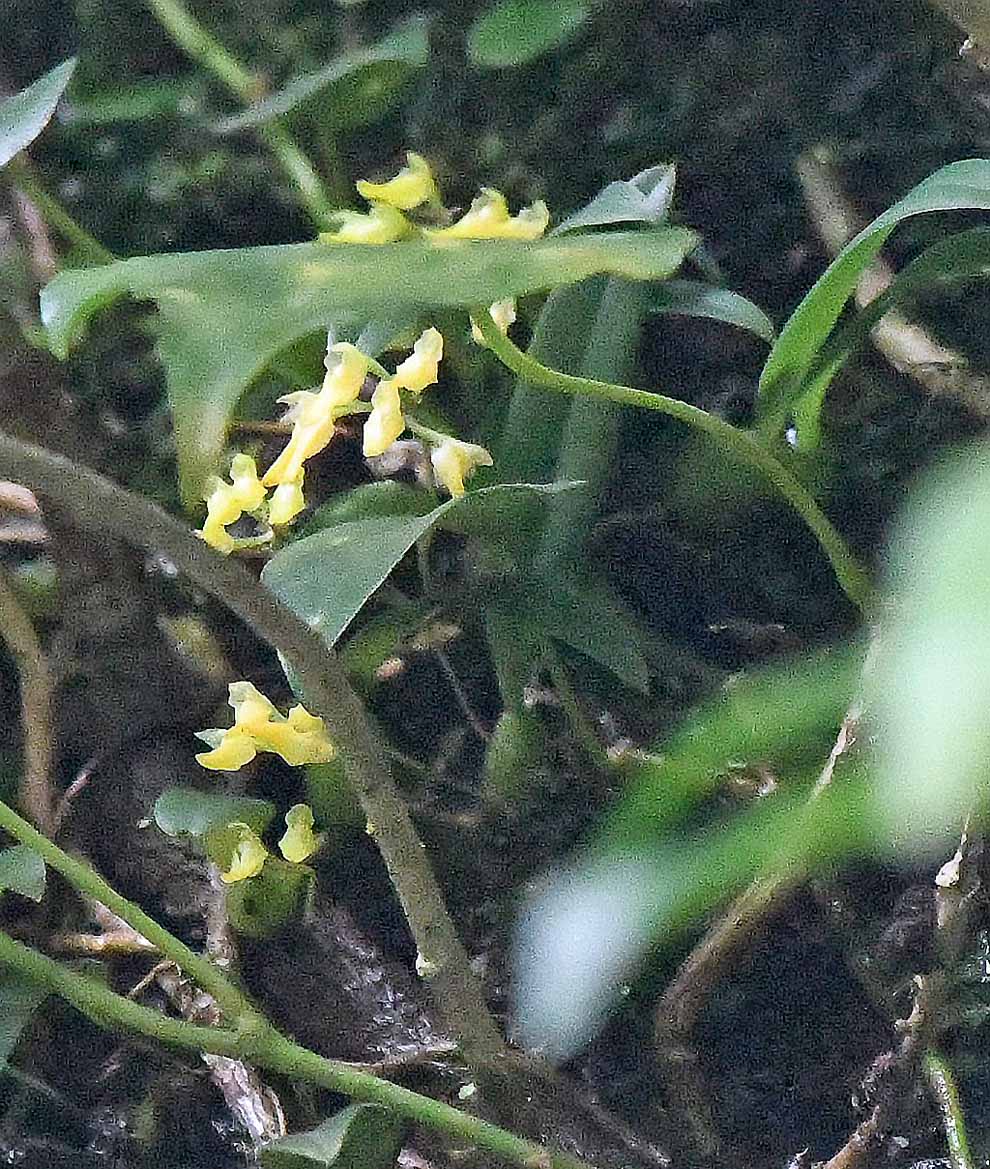 ミヤマムギラン斑入り銘品「大黄河」ラン、シダ、山野草