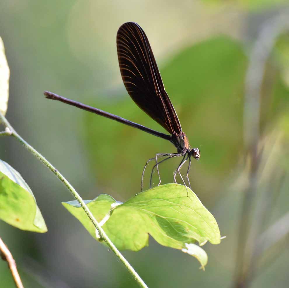 f:id:tonji44:20200730222209j:plain