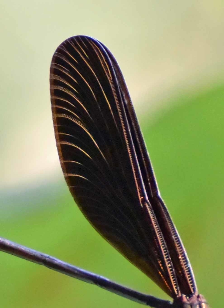 f:id:tonji44:20200730222219j:plain