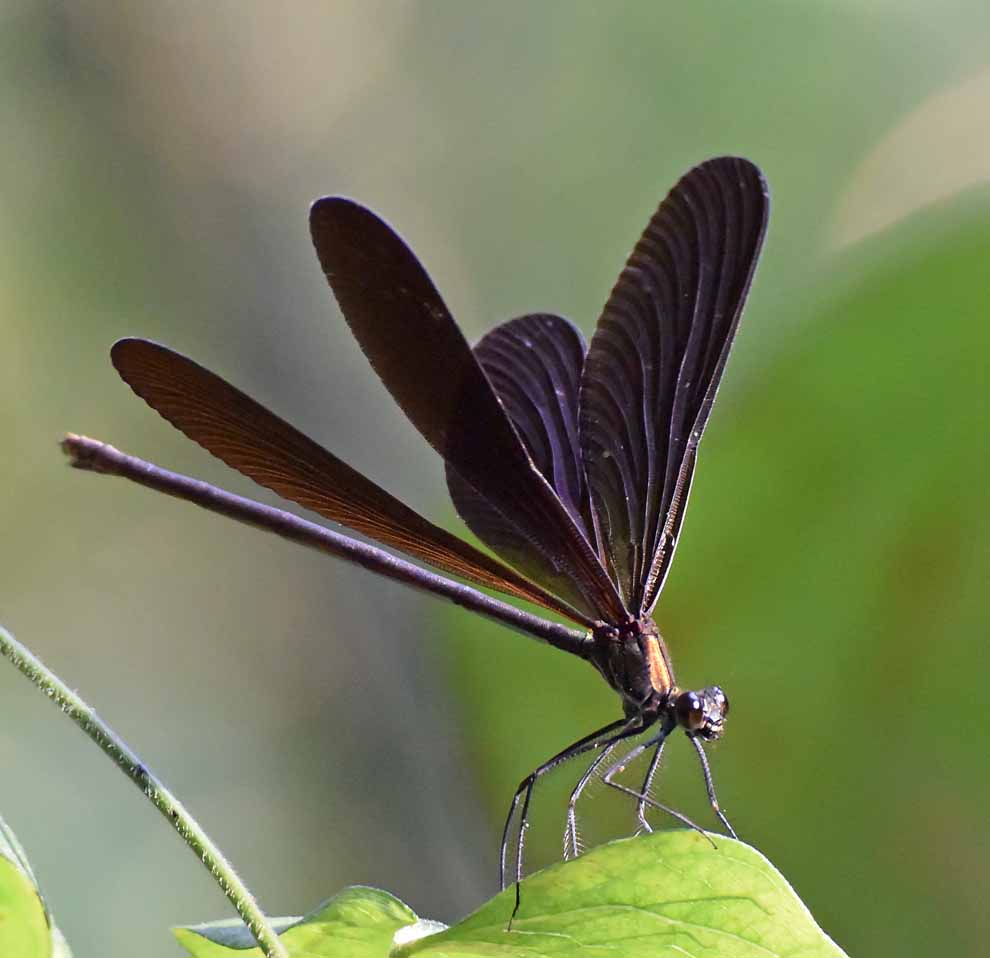 f:id:tonji44:20200730222229j:plain