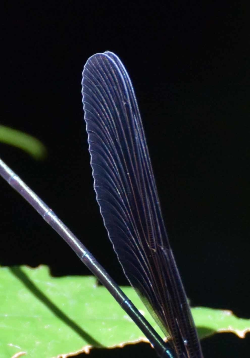 f:id:tonji44:20200730222916j:plain