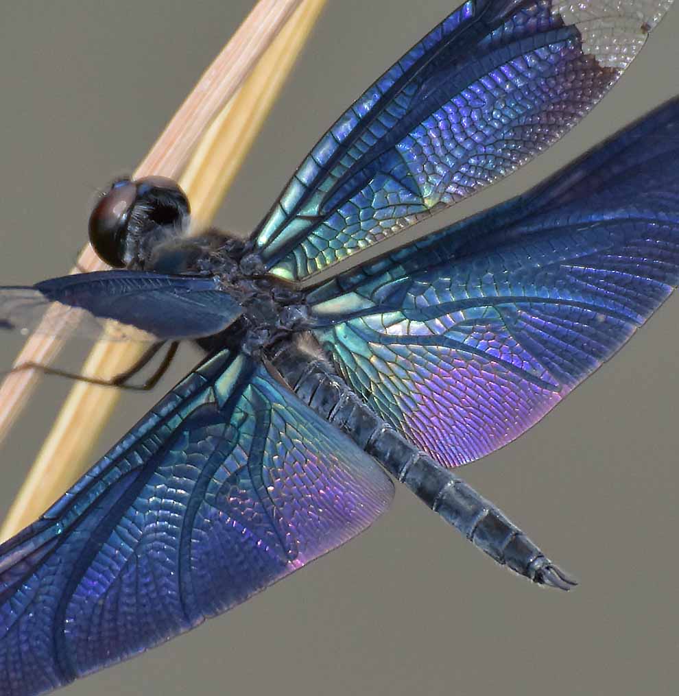 f:id:tonji44:20200811201703j:plain