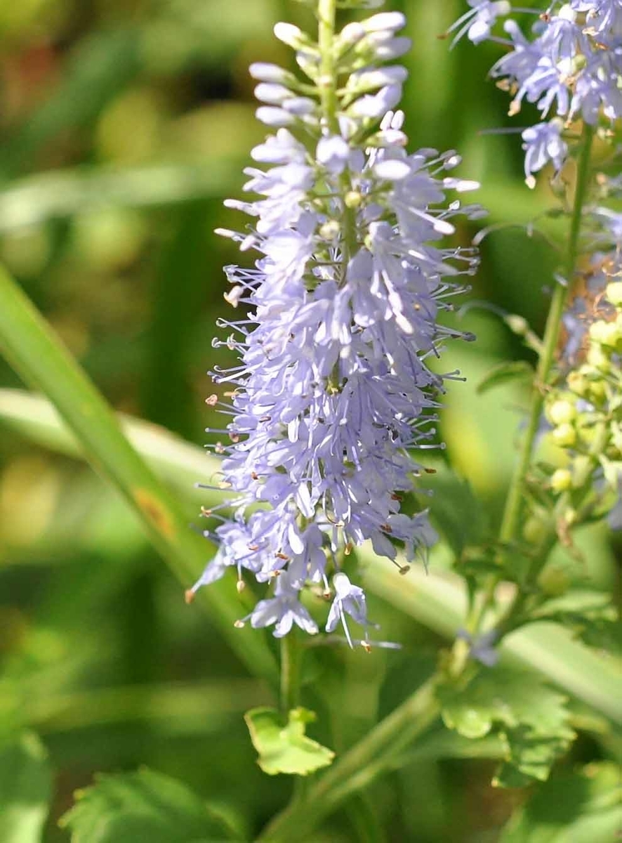 f:id:tonji44:20200813160945j:plain