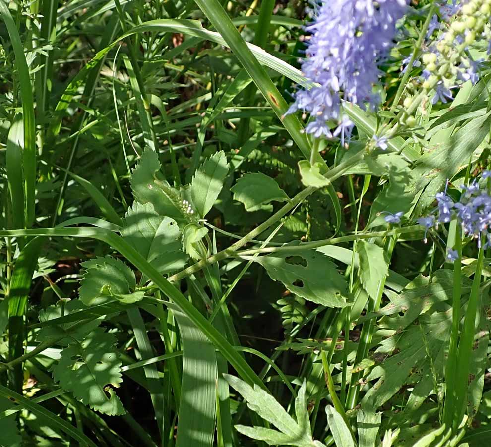 f:id:tonji44:20200813160956j:plain