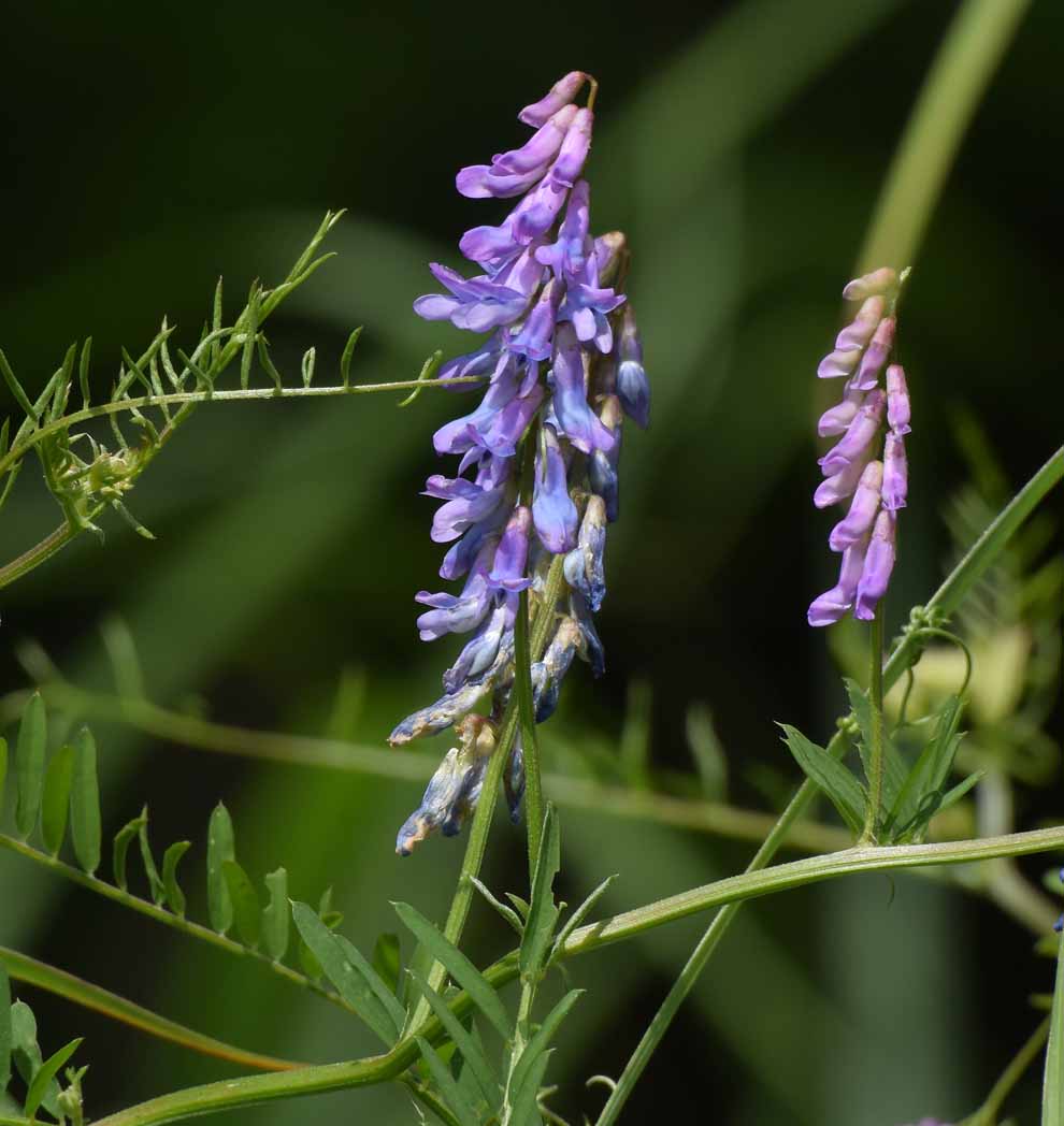 f:id:tonji44:20200813162637j:plain