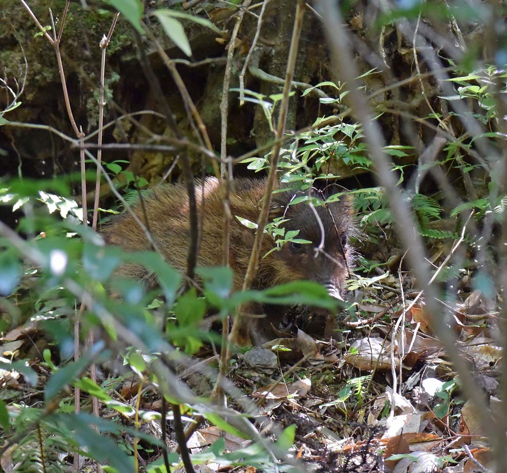 f:id:tonji44:20200820091037j:plain