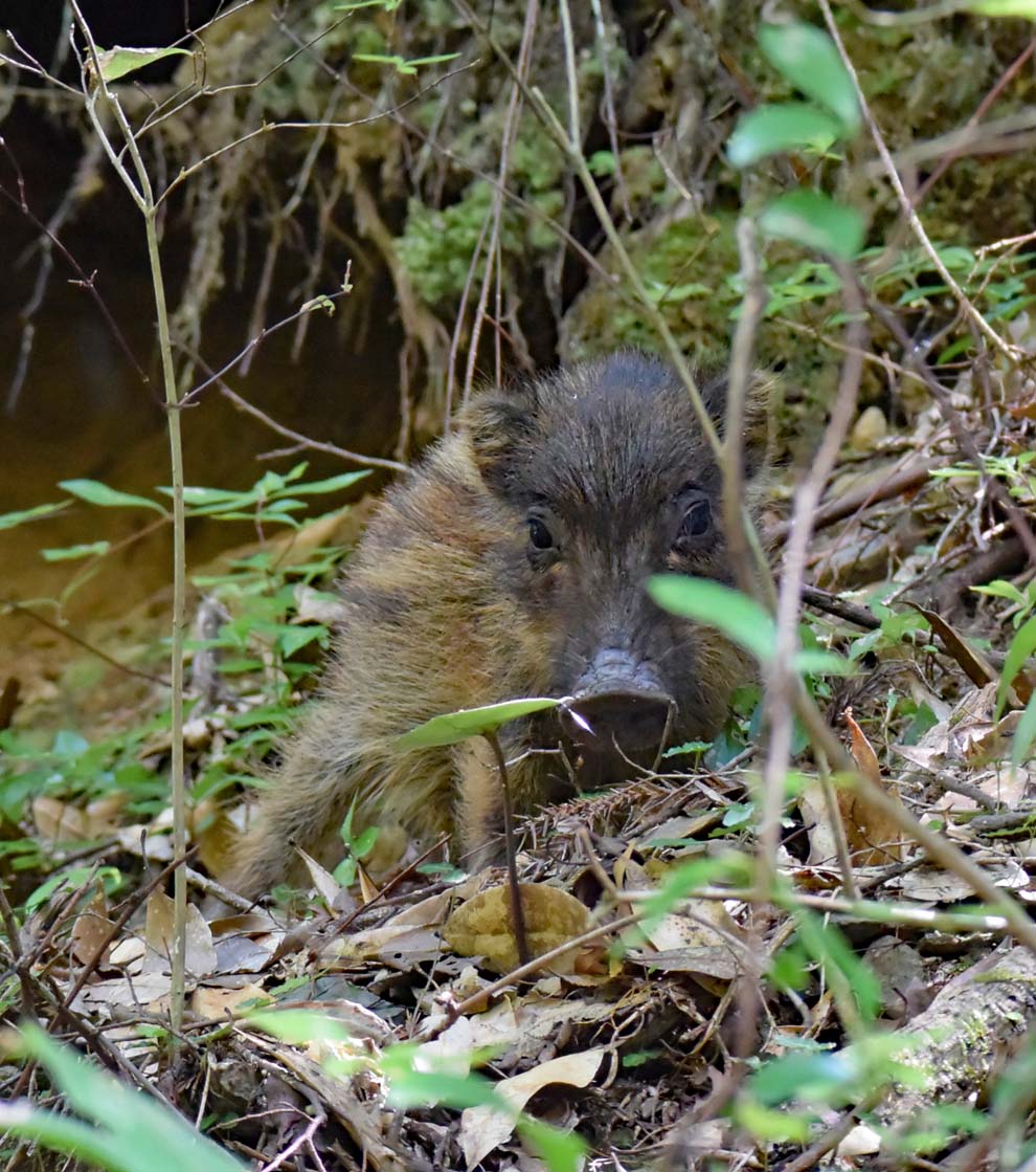 f:id:tonji44:20200820091106j:plain