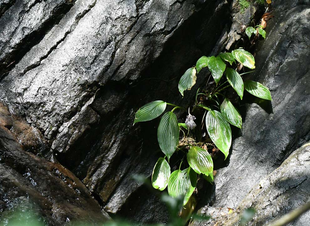 f:id:tonji44:20200820214918j:plain f:id:tonji44:20200820214918j:plain