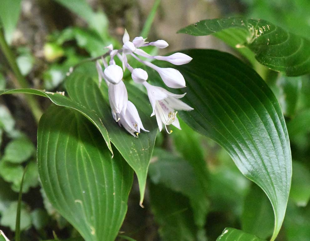 f:id:tonji44:20200820214935j:plain f:id:tonji44:20200820214935j:plain