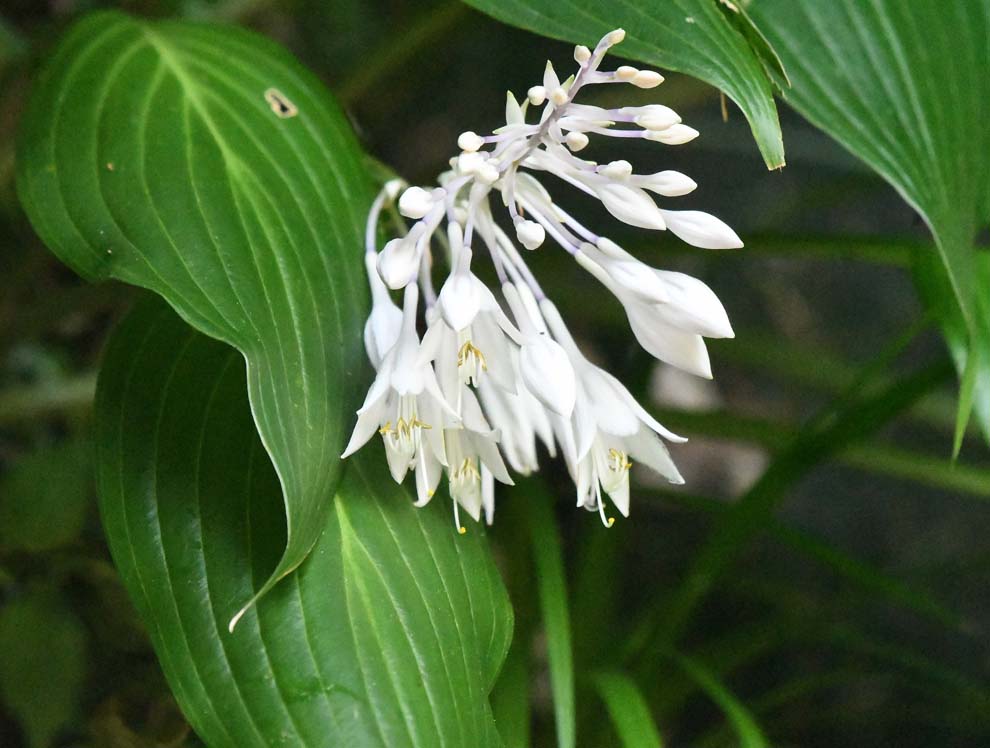 f:id:tonji44:20200820214943j:plain f:id:tonji44:20200820214943j:plain