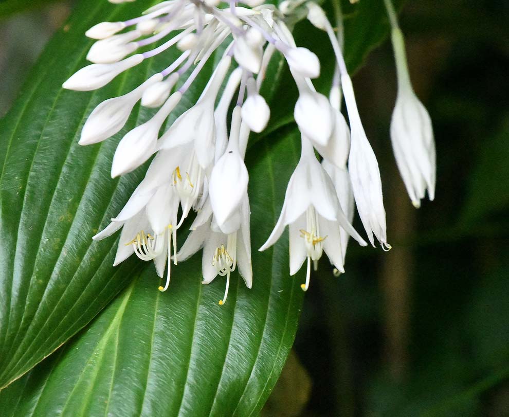 f:id:tonji44:20200820214951j:plain f:id:tonji44:20200820214951j:plain