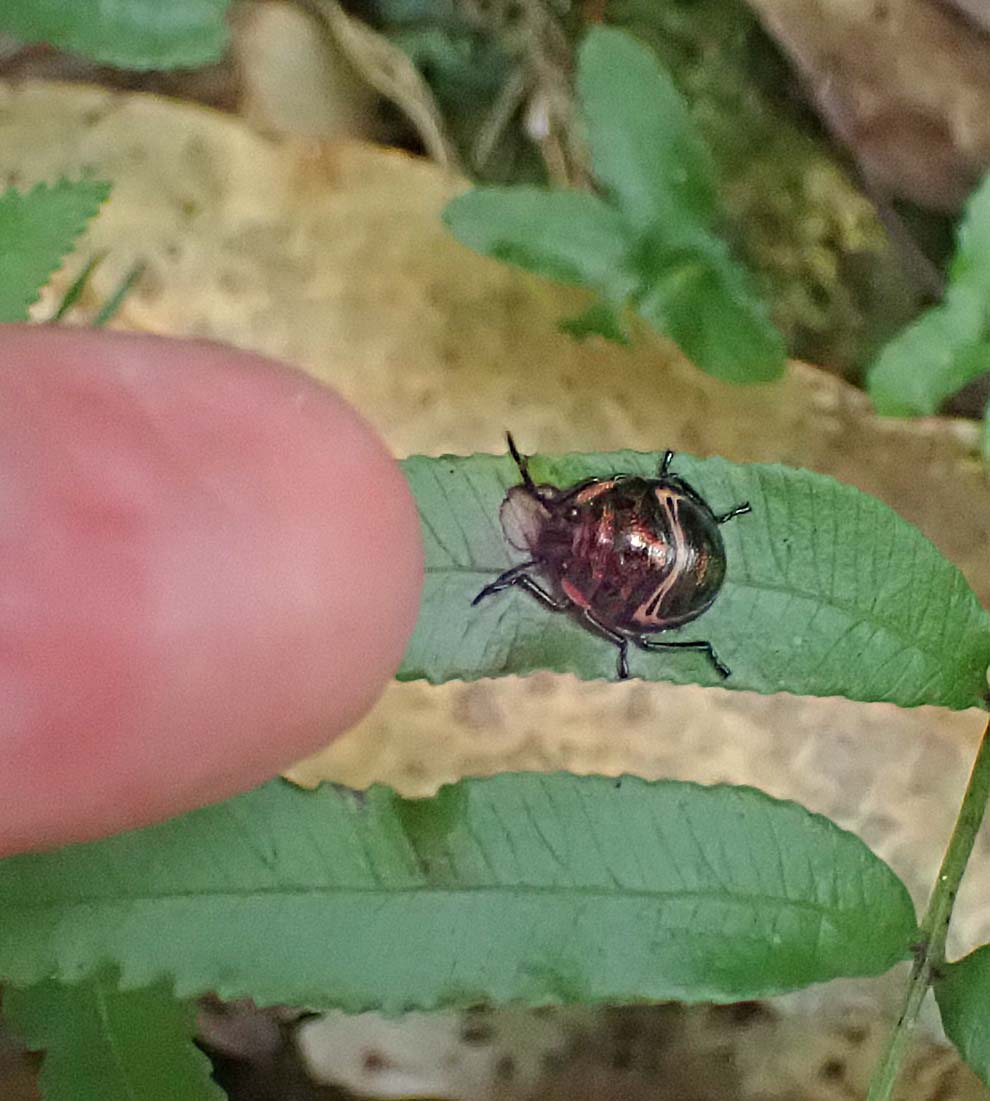 f:id:tonji44:20200823113800j:plain