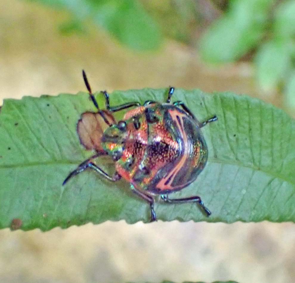 f:id:tonji44:20200823122621j:plain