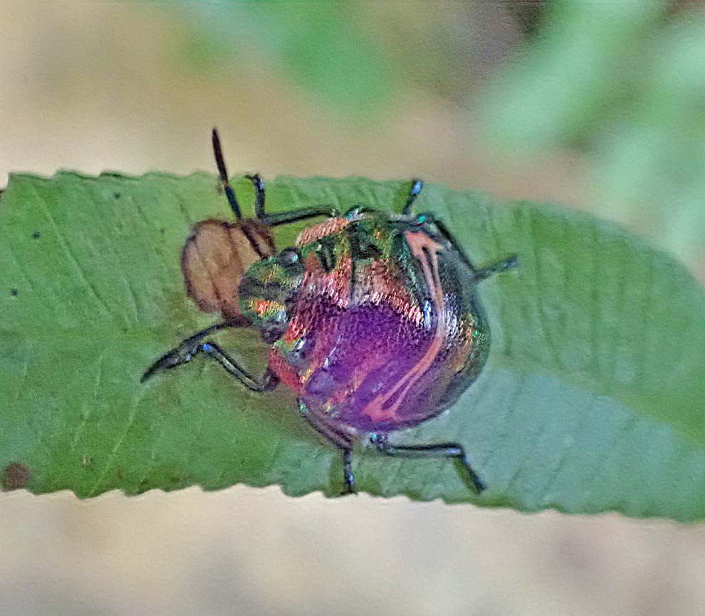 f:id:tonji44:20200823122636j:plain