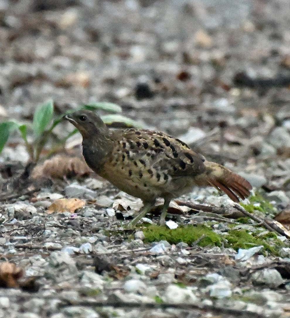 山道で出会ったこの鳥は何？ - 宮崎の季節がほらね！