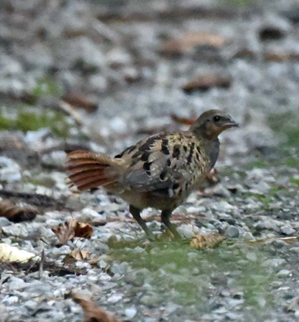 山道で出会ったこの鳥は何 宮崎の季節がほらね