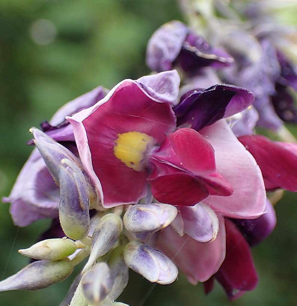 この山道の葛 くず の花 宮崎の季節がほらね