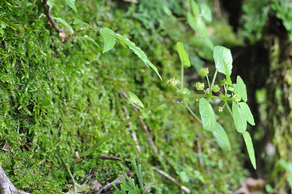 f:id:tonji44:20200923212515j:plain