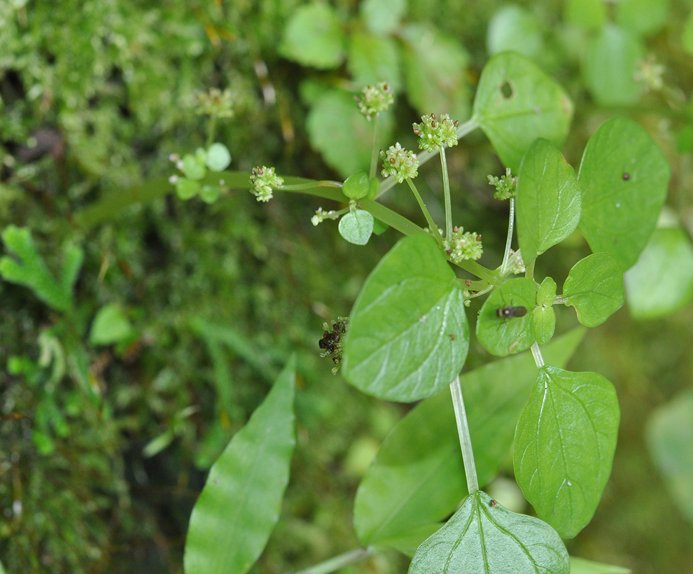 f:id:tonji44:20200923212542j:plain