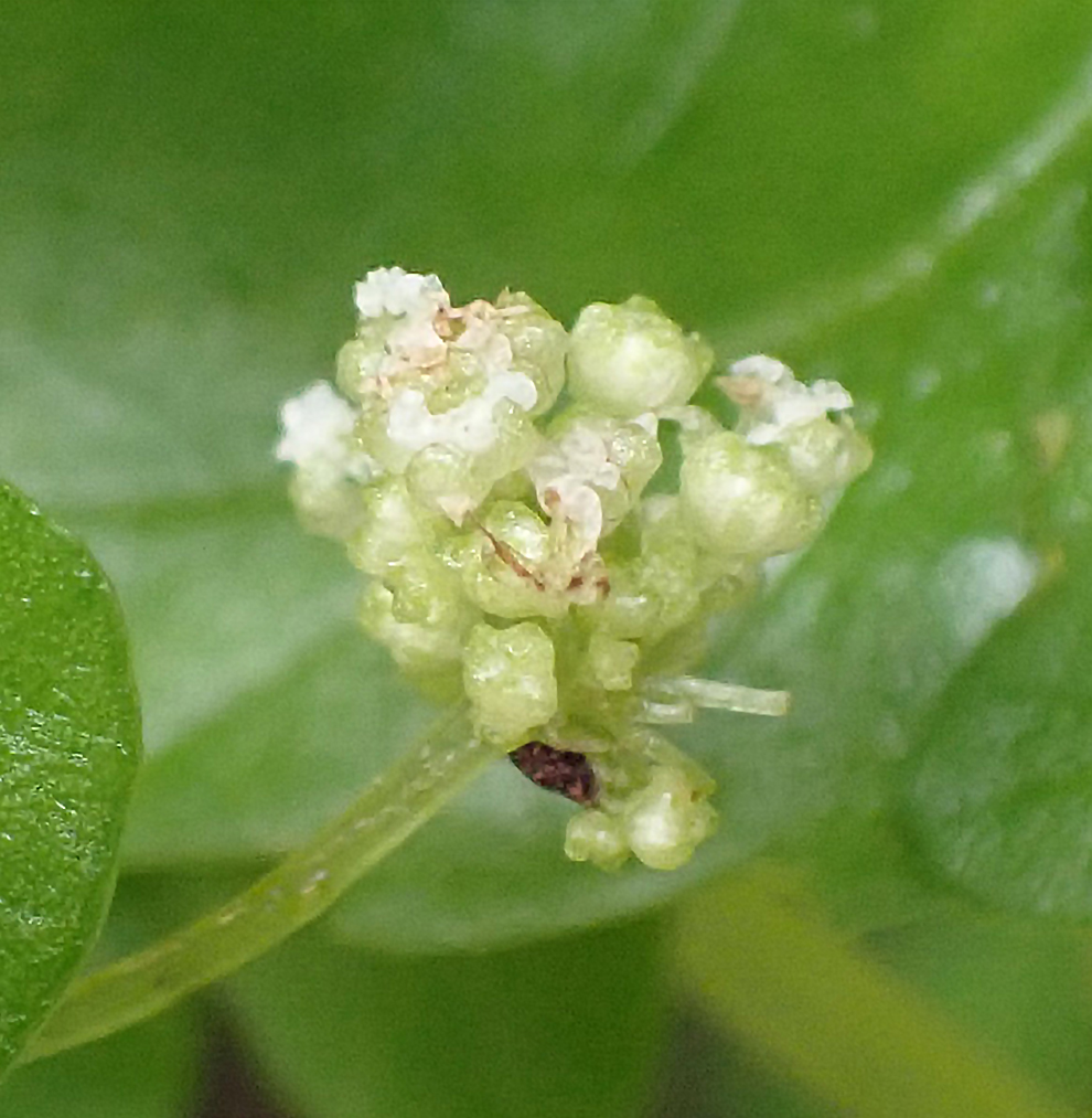 f:id:tonji44:20200923212602j:plain