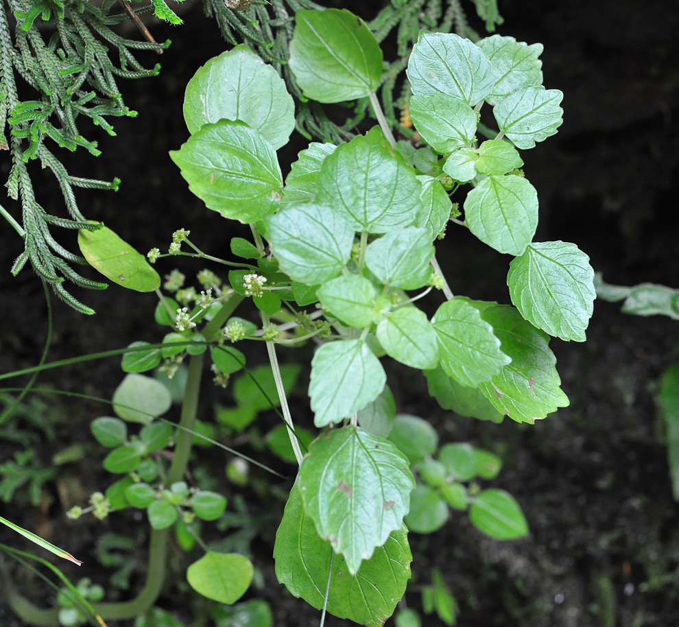 f:id:tonji44:20200923212614j:plain