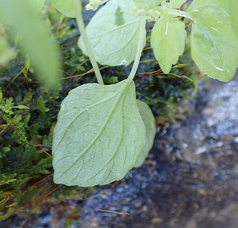 f:id:tonji44:20200923212627j:plain