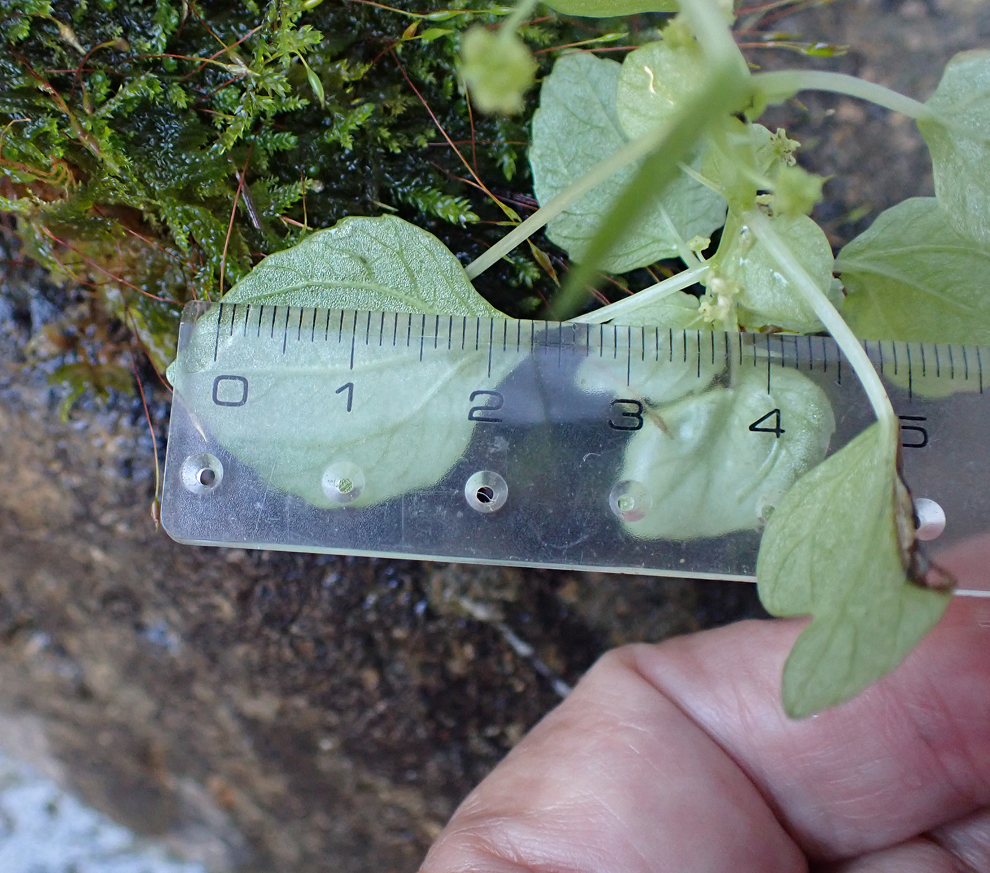 f:id:tonji44:20200923212652j:plain