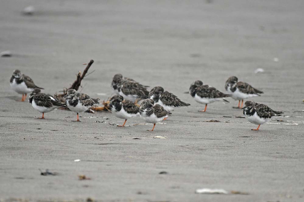 f:id:tonji44:20201022160236j:plain