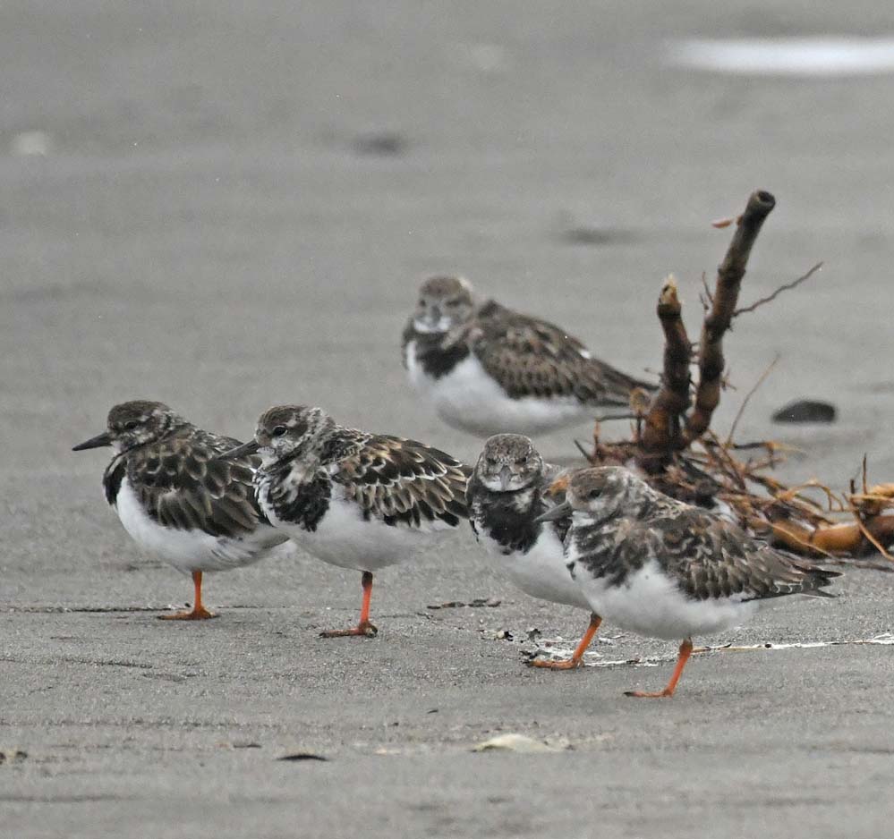 f:id:tonji44:20201022160247j:plain