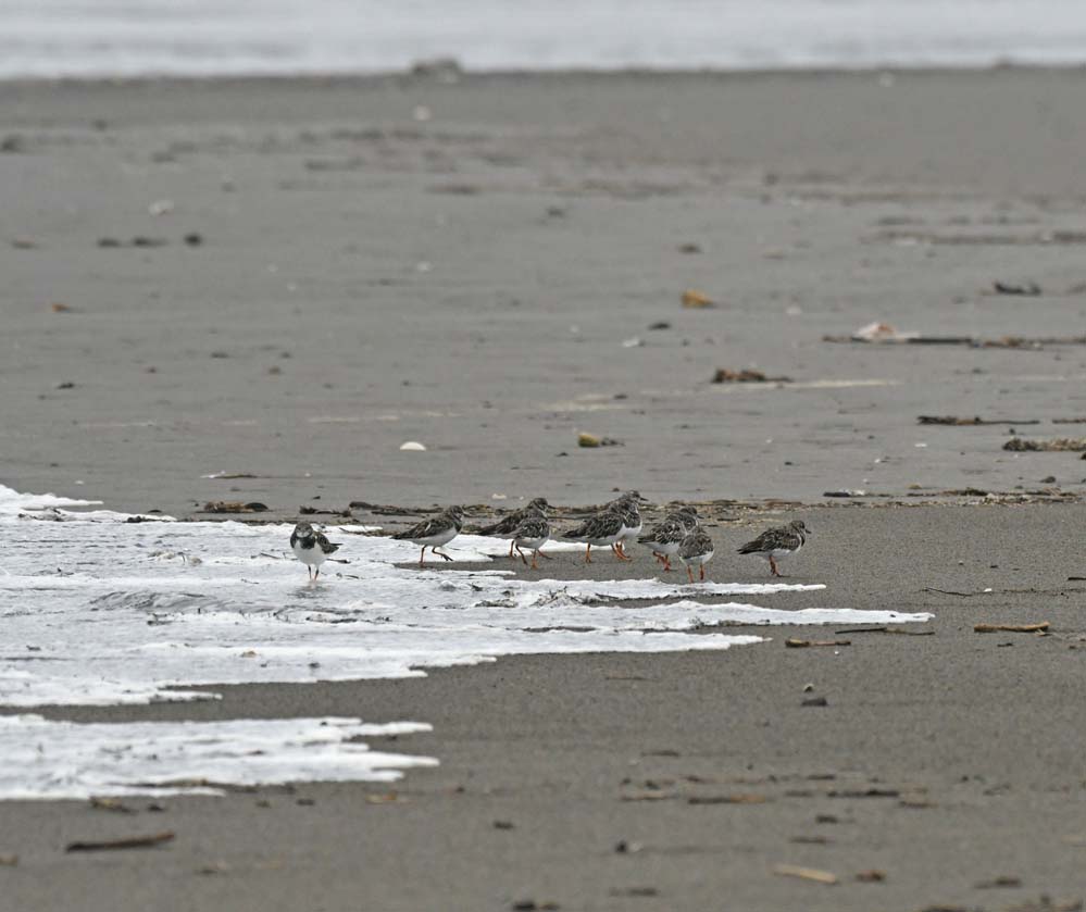 f:id:tonji44:20201022160446j:plain