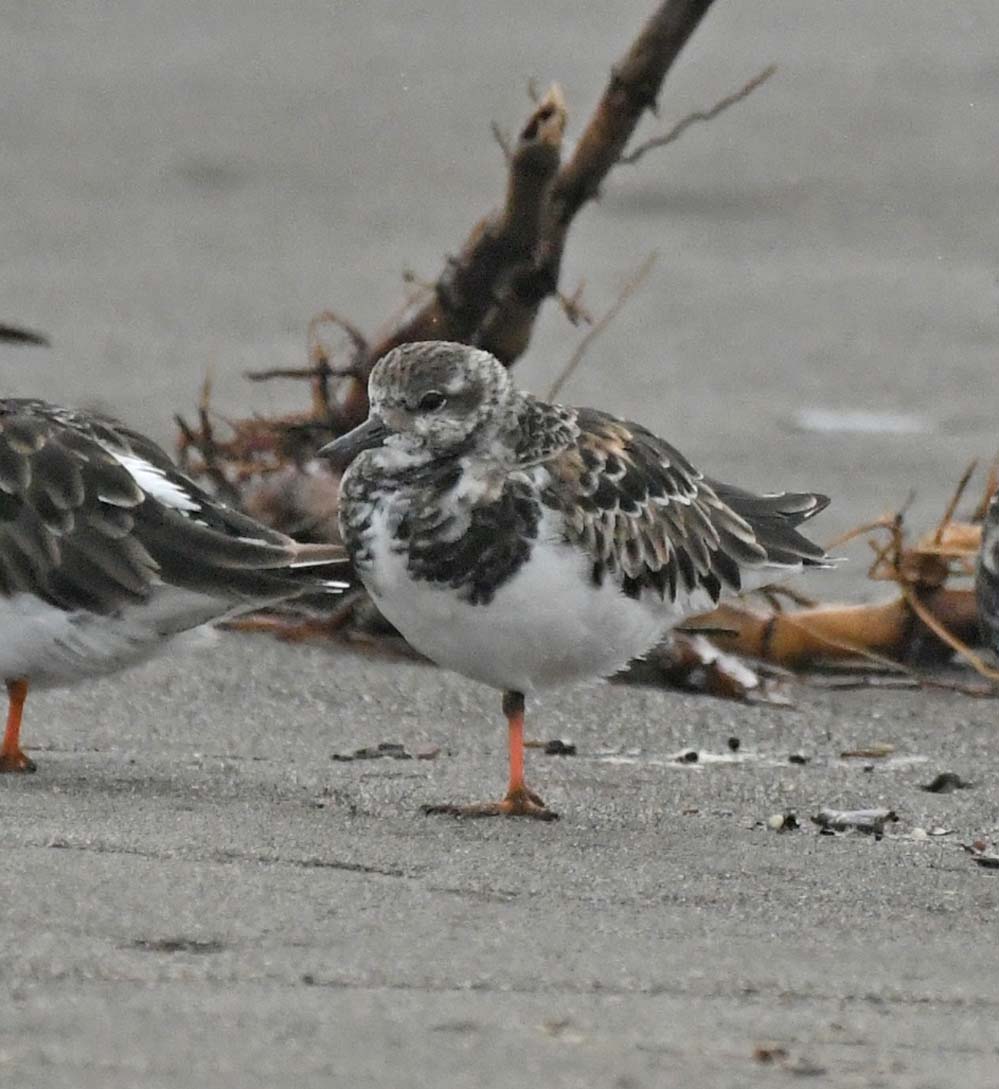 f:id:tonji44:20201022162151j:plain