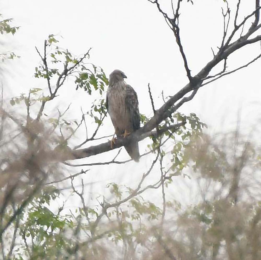 f:id:tonji44:20201029131344j:plain