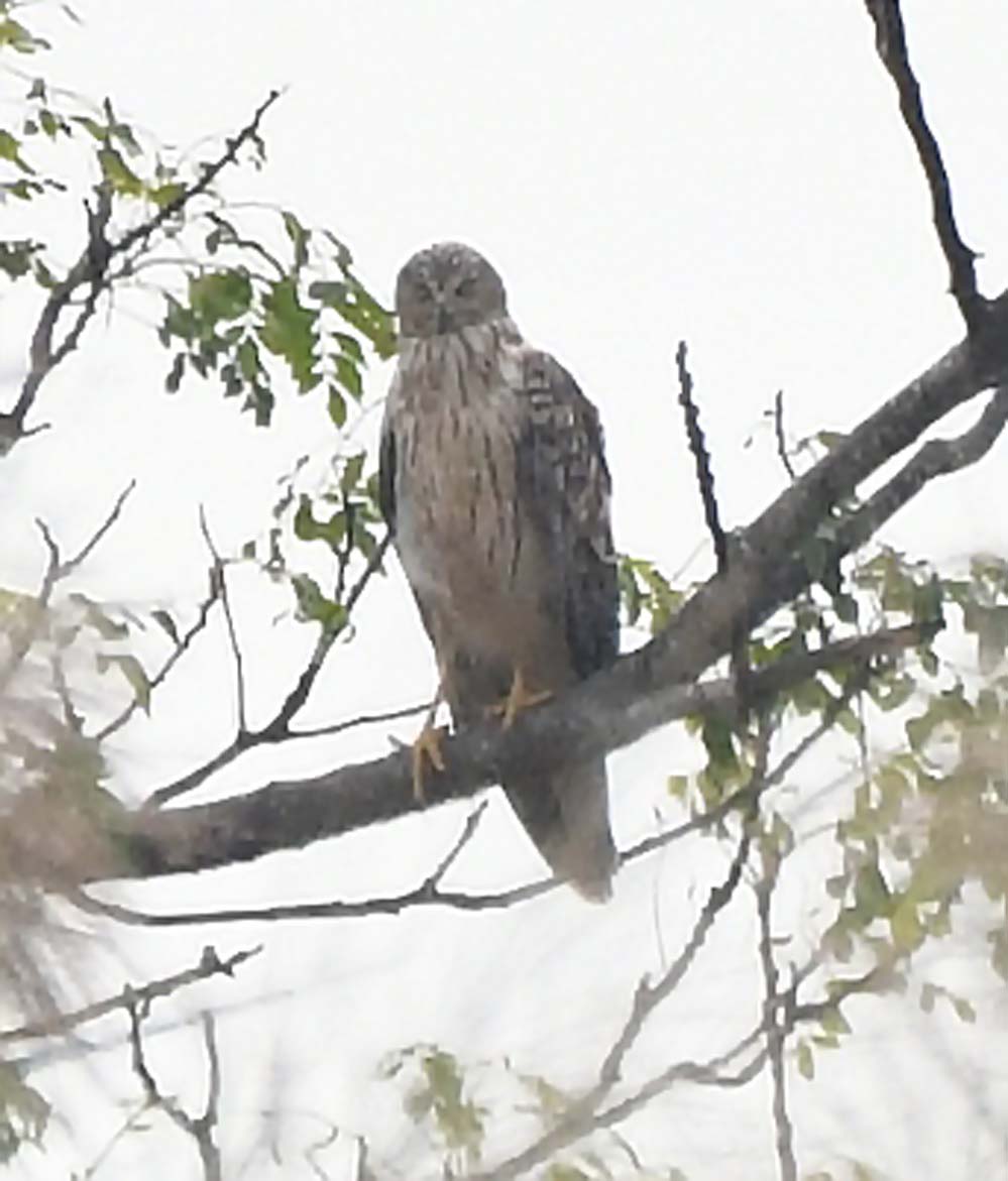 f:id:tonji44:20201029131353j:plain