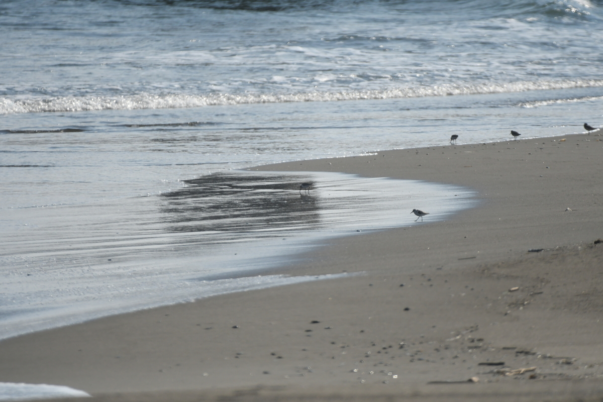 f:id:tonji44:20201104160822j:plain