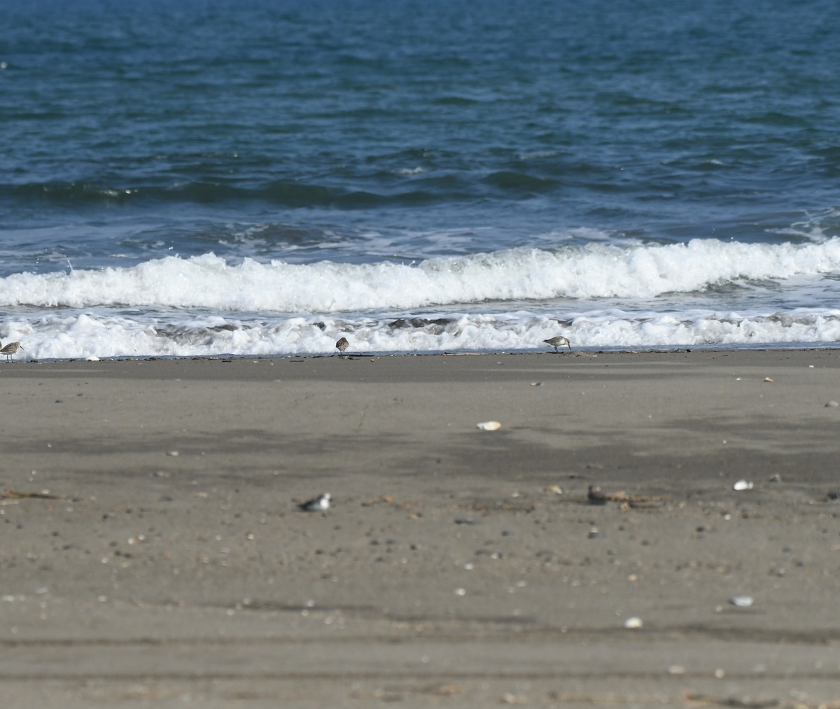 f:id:tonji44:20201104160849j:plain