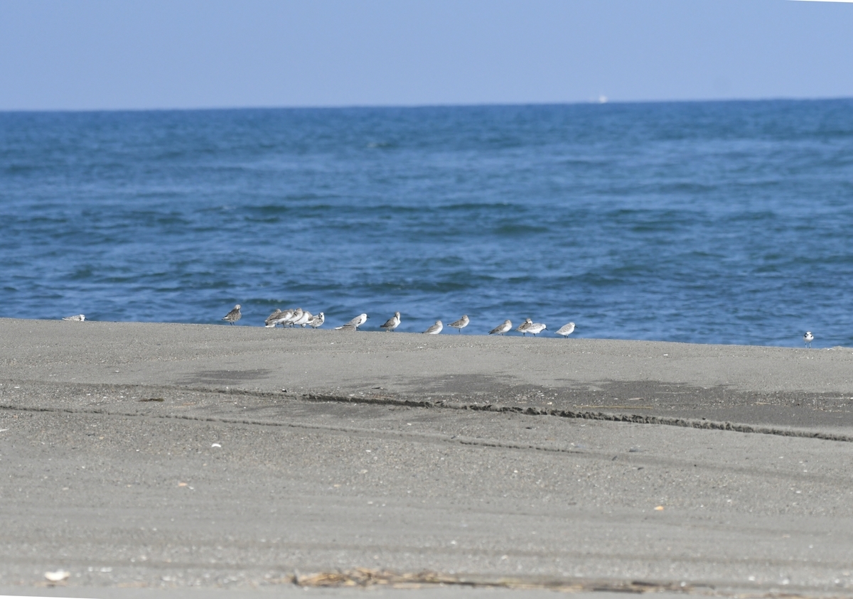 f:id:tonji44:20201104161013j:plain