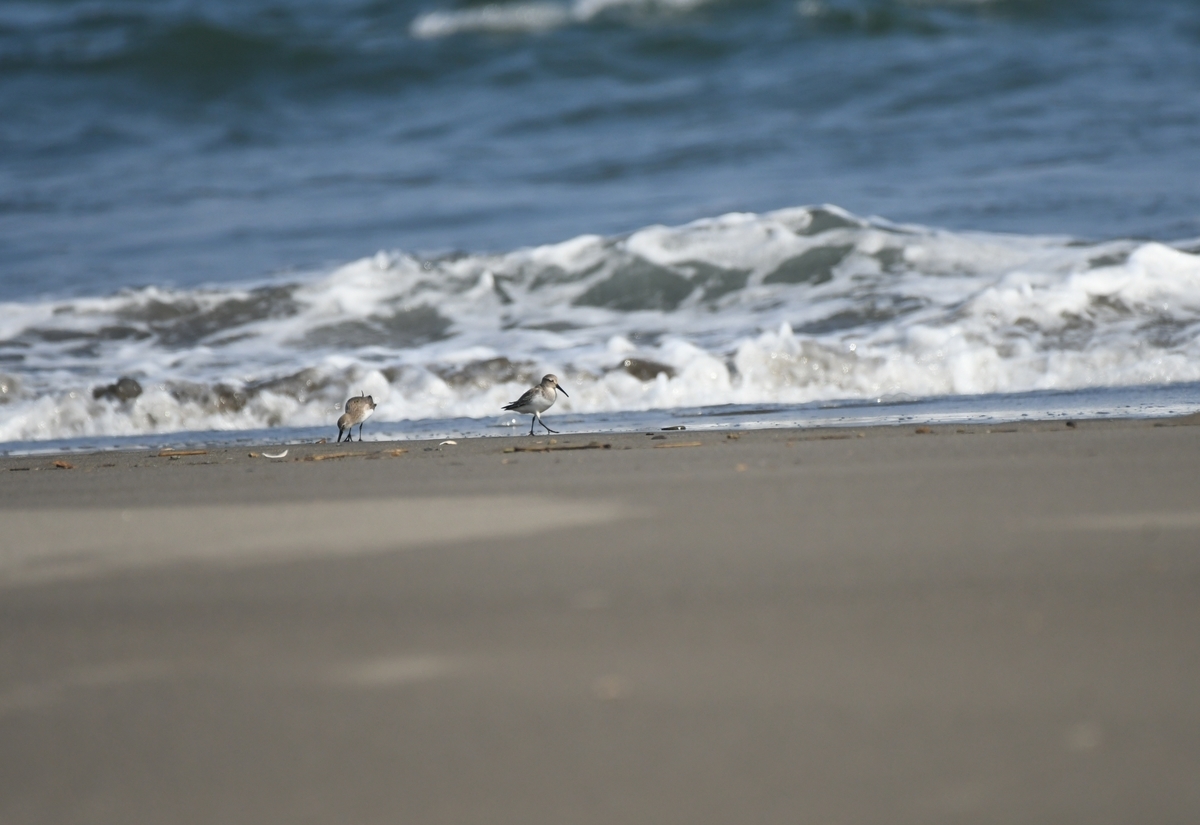 f:id:tonji44:20201104161128j:plain