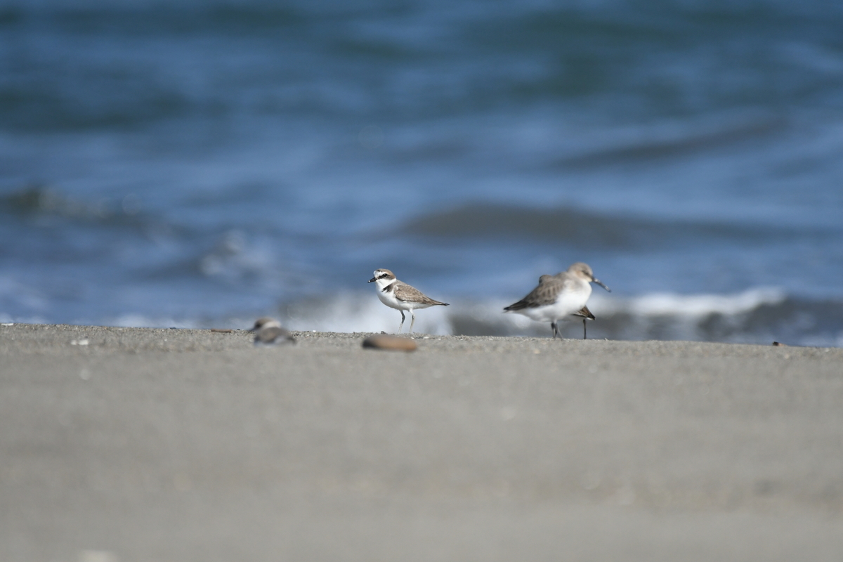 f:id:tonji44:20201104161148j:plain