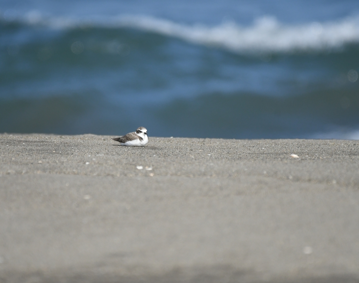 f:id:tonji44:20201104161207j:plain